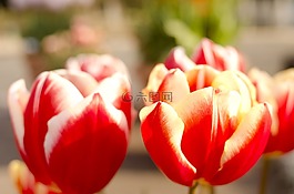 鮮花,郁金香
