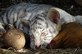幼獸,白虎,動物醫(yī)院