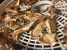 蘑菇,森林,秋