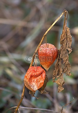 廠,性質(zhì),枯萎