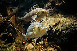 動(dòng)物,魚,甜