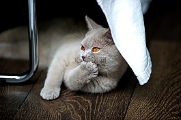 猫,英国短毛猫,bkh