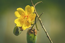 黃色花,鮮花,巴西