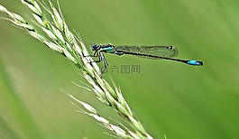 昆蟲(chóng),性質(zhì),活