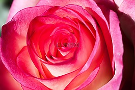 玫瑰,薔薇科,復(fù)合材料