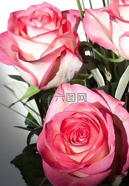 玫瑰,薔薇科,復(fù)合材料