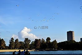 羊群,鳥,家庭