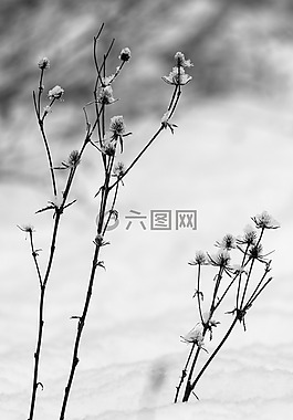雪,性質(zhì),在法院的