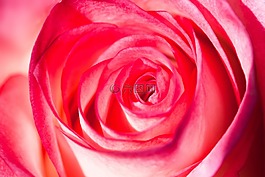 玫瑰,薔薇科,復(fù)合材料