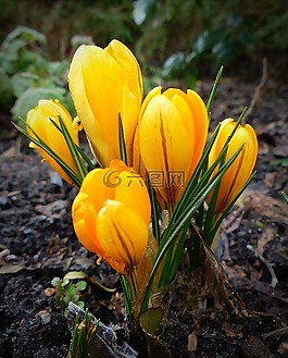 藏紅花,花,廠(chǎng)