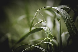 特寫,深度的字段,露水