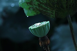 蓮花,荷花池,花