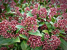 廠,skimmia 粳稻,漿果