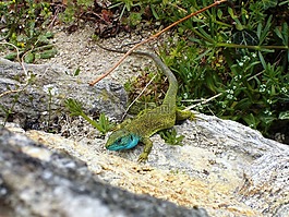 蜥蜴,爬行動物,鬣蜥