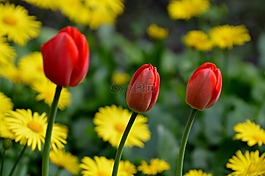 郁金香,紅色,花