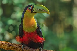 動物,鳥,自然