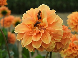 嬌琴紗,橙,蜜蜂