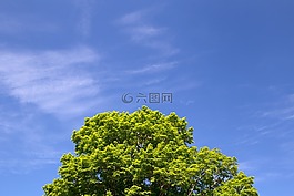 云,葉子,自然