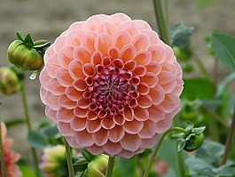 嬌琴紗,粉紅色,花
