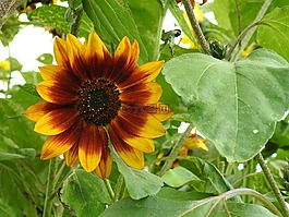 太陽花,花,開花