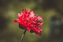 罌粟,紅色,紅罌粟