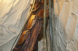 totenkopfschabe,蟑螂,動(dòng)物