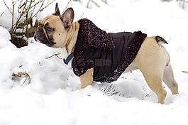 斗牛犬,雪,夾克