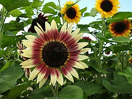 太陽花,黃色,花