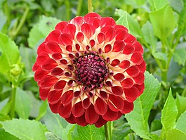 嬌琴紗,紅色,花