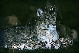 母獅,動物,藝術(shù)