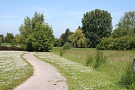 字段,農村,景觀