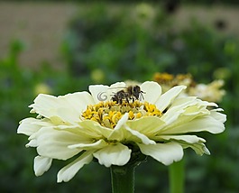 開花,黃色,花