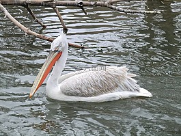 鵜,動物,水
