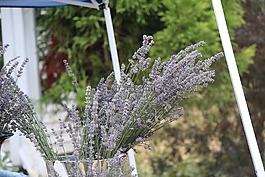 薰衣草,國(guó)家,表