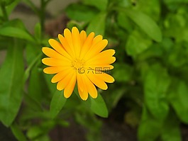 花,橙,橙色的花朵