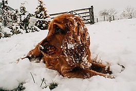 棕色,狗,雪