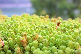 綠色,無花果,自然