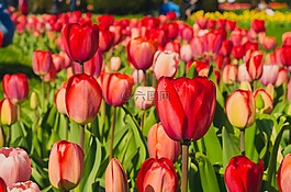 郁金香,花園,開花