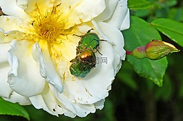 花,粉色,昆蟲