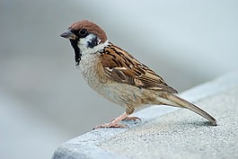 樹(shù)麻雀,鳥(niǎo),坐