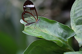 森林精神,格里塔反对派,sesiidae