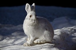 滑雪鞋野兔,兔,兔子