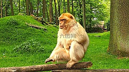 猴子,動物園,動物