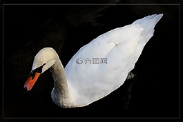 天鵝,動(dòng)物,鳥