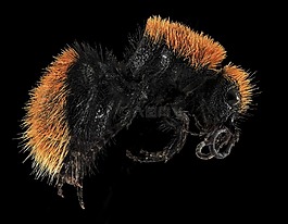 黃蜂,特寫,裝載