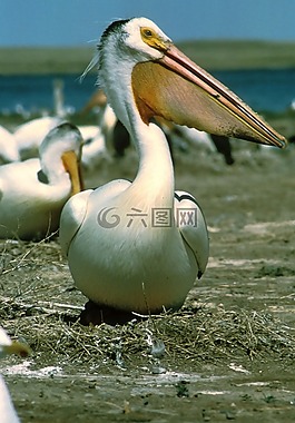 白鵜鶘,鳥,野生動(dòng)物