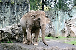 大象,動(dòng)物園,行走