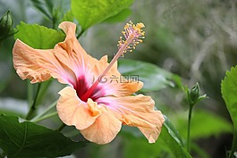 芙蓉,異國情調(diào),熱帶