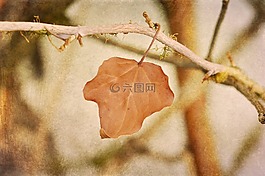 葉子,科,kahl