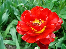 郁金香,春,鮮花
